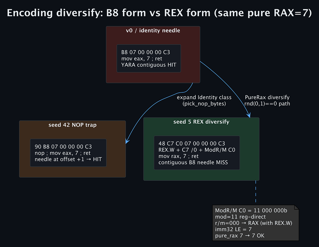 Diagram of the original B8 encoding branching into the seed 42 NOP variant (rule hit) and the seed 5 REX variant (rule miss), both with pure RAX equal to 7
